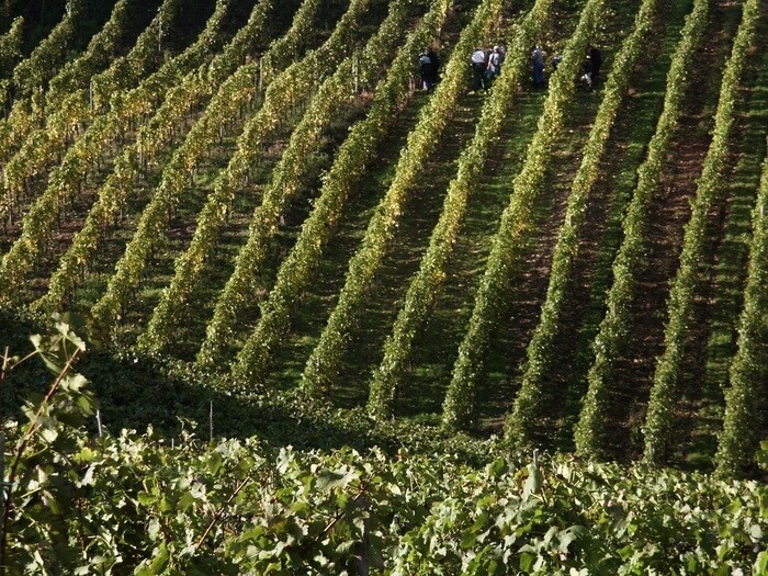 Remich Wine & Vineyard Walking Tour